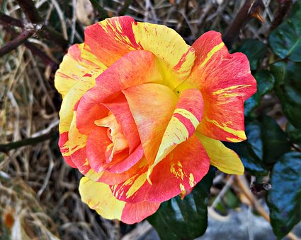 Free Rose Color photo and picture