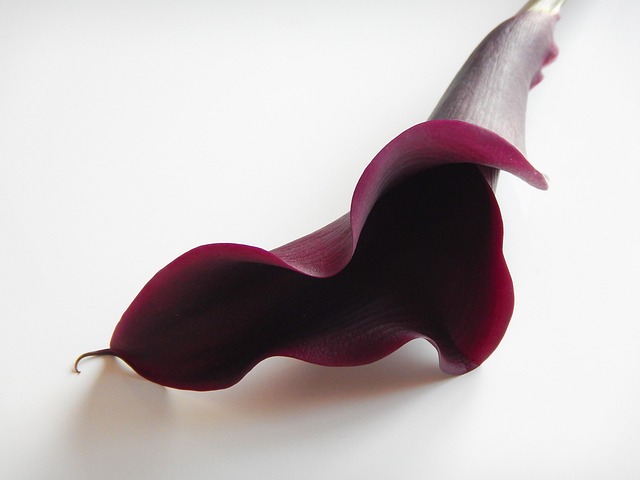 Free Purple Flower photo and picture
