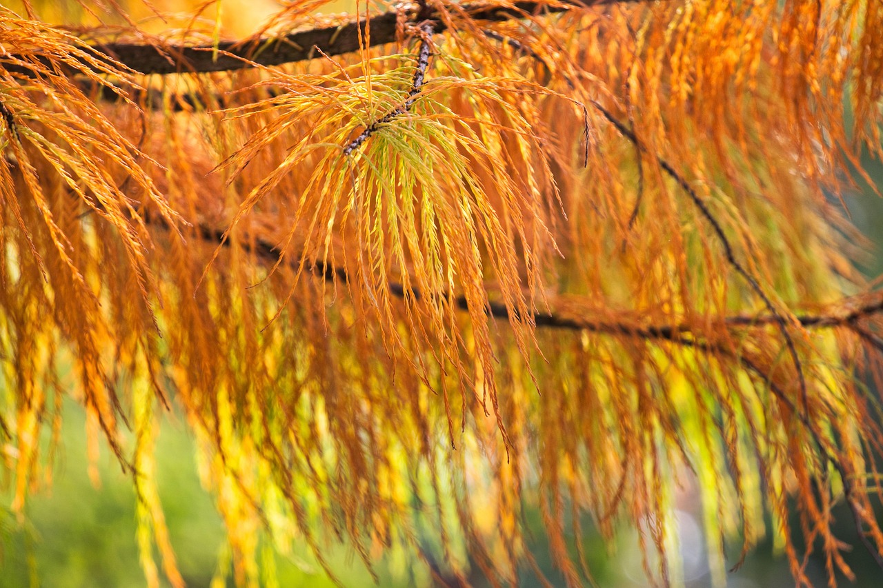 Cypress Bright Bald Free photo on Pixabay