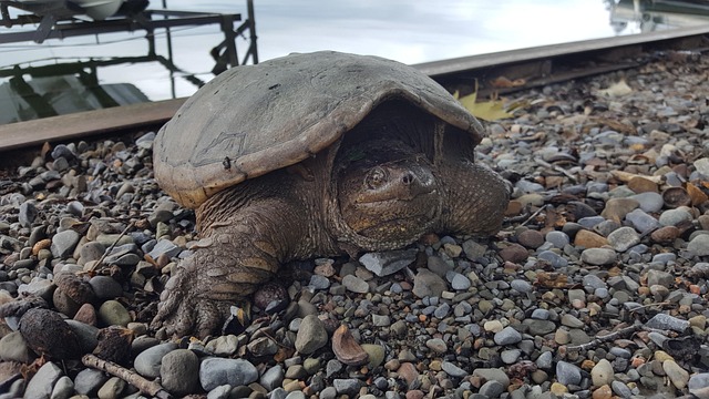 Free Snapping Turtle Lake photo and picture