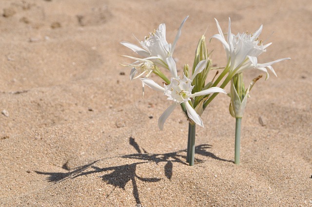 Free Sand Flower photo and picture