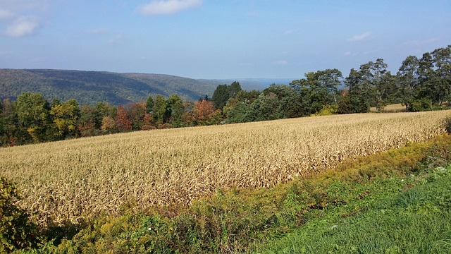 Free Cornfield Autumn photo and picture