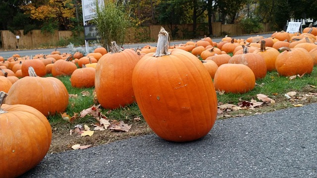 Free Pumpkin Halloween photo and picture