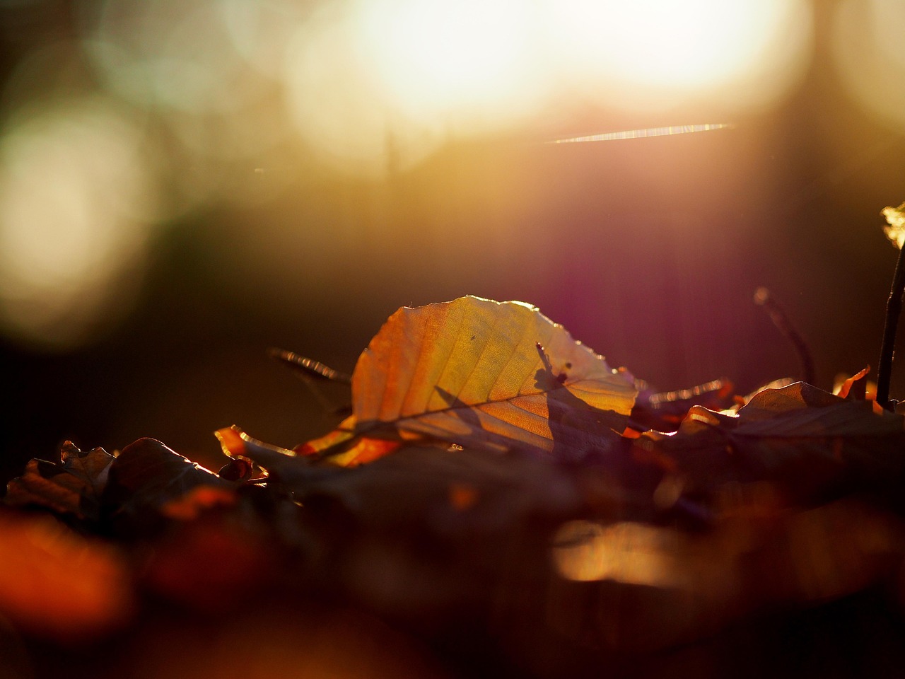 落下 树叶 光 - Pixabay上的免费照片 - Pixabay