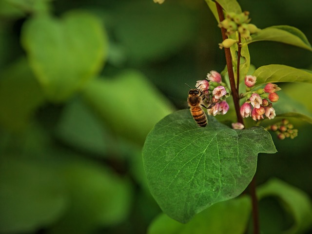 Free Nature Wasp photo and picture