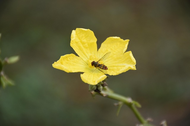 Free Luffa Flowers Beautiful Flowers photo and picture