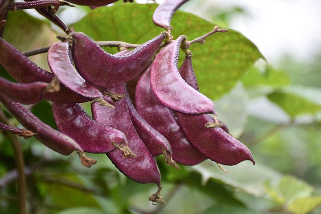 Free Pods Beans photo and picture