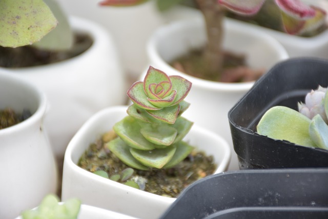 Free Succulent Plants Succulents photo and picture