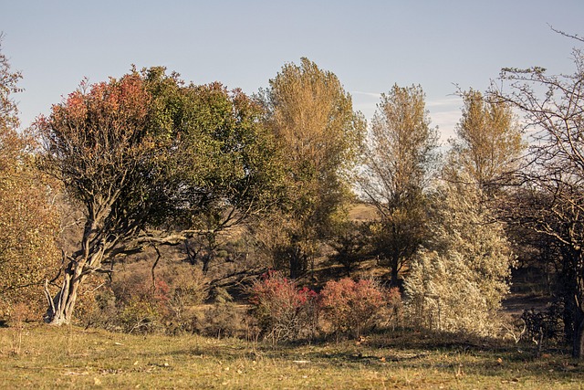 Free Nature Dunes photo and picture