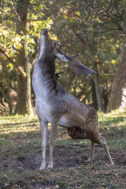 Free Fallow Deer Dunes photo and picture