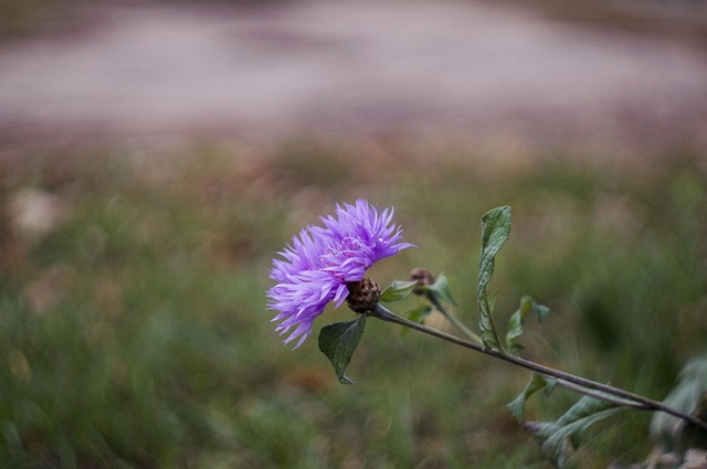Free Flower Bokeh photo and picture