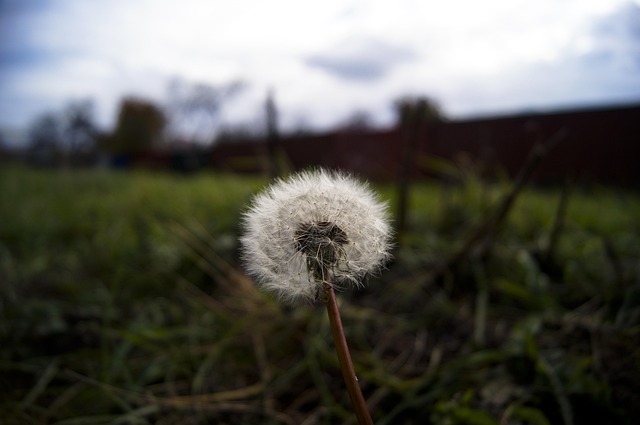 Free Dandelion Autumn photo and picture