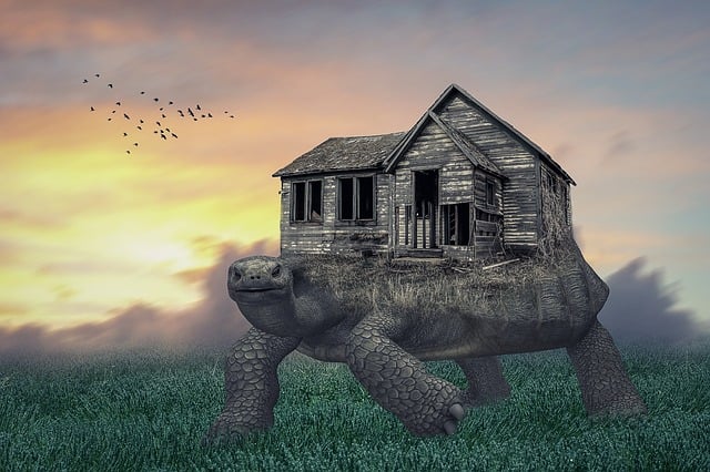 Download free HD stock image of Manipulation Turtle Free manipulation turtle nature illustration