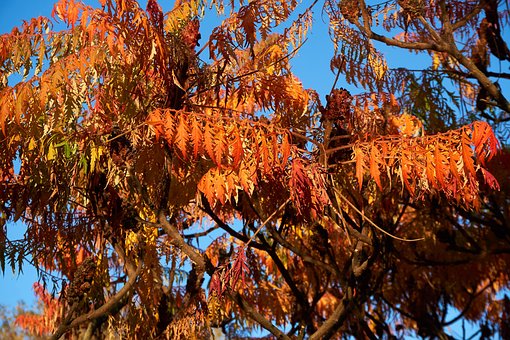 Free Rispiger Bubbles Tree photo and picture