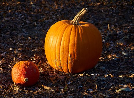Free Pumpkins Fall photo and picture