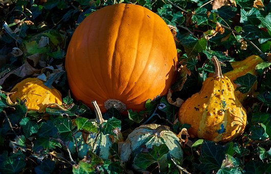 Free Pumpkins Fall photo and picture