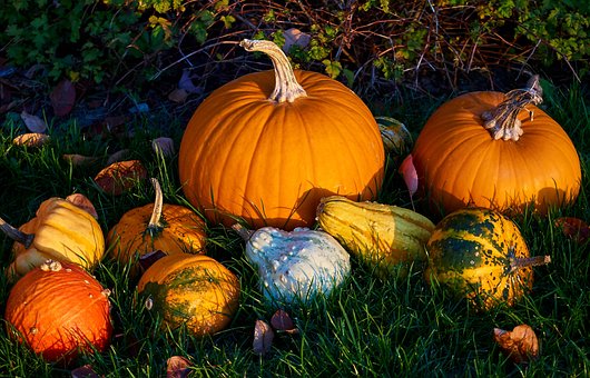 Free Pumpkins Fall photo and picture