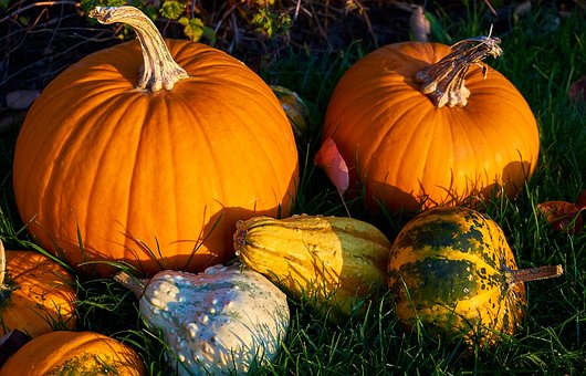 Free Pumpkins Fall photo and picture
