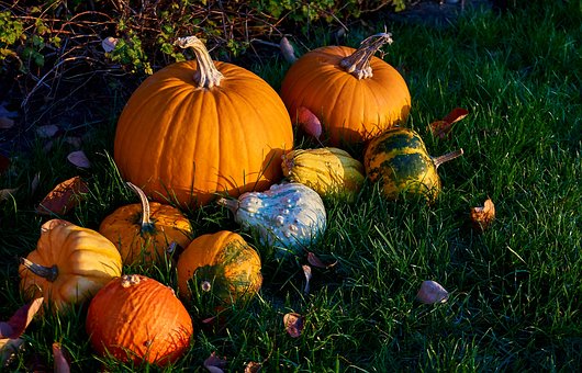 Free Pumpkins Fall photo and picture