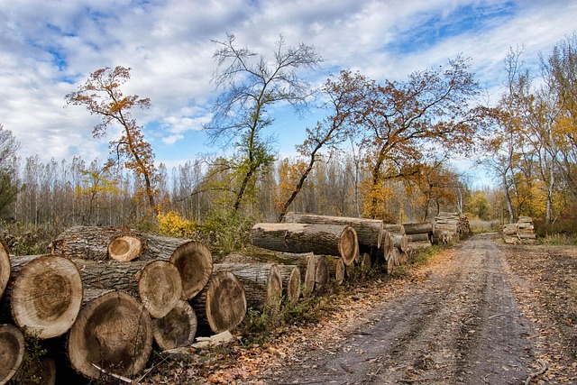 Árboles, Inicio Sesión, Leña, Madera