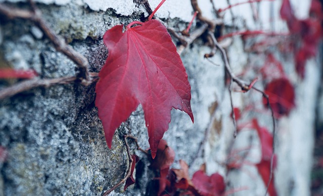 Free Autumn Late Autumn photo and picture