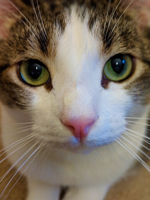 Free Cat Animal photo and picture