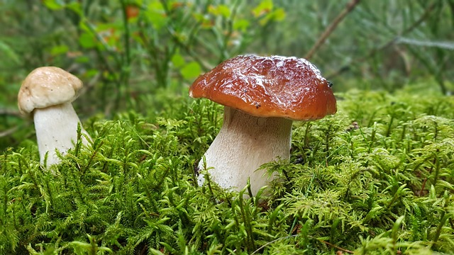 Cogumelo, Cogumelos