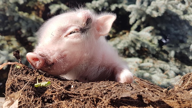 Varken, Piggy, Dier, Zacht, Schattig