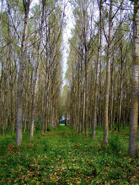 Pappel-Wald, Herbst, Natur