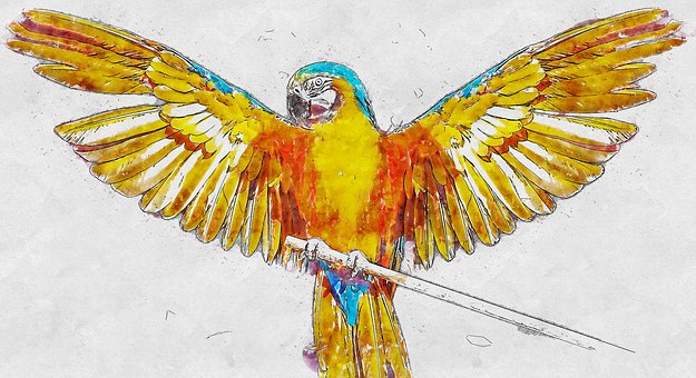 48 Sketsa Gambar Burung Parkit HD