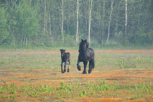Free Fell Pony Pony photo and picture