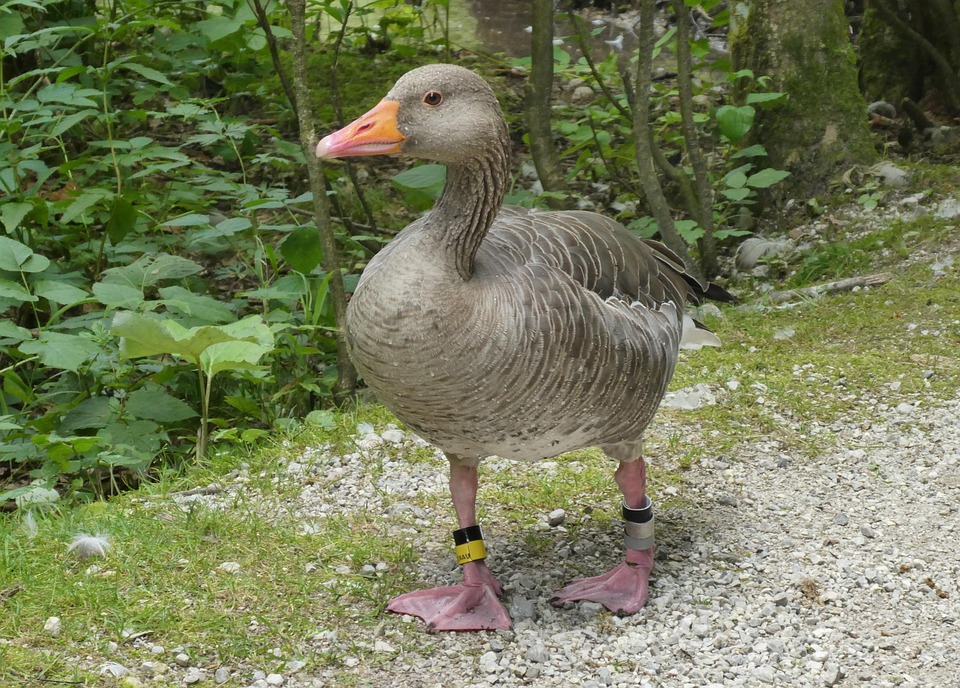 bestil gås irma bestil gås irma