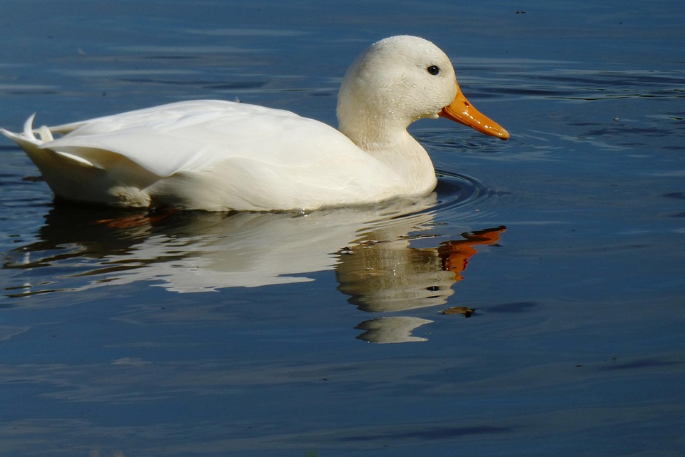 Anatra Bianca Fosso Lungomare Foto Gratis Su Pixabay