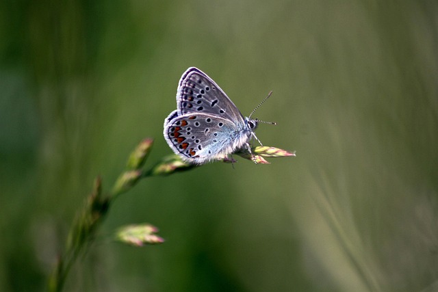 Schmetterling, Schöne Blumen, Makro