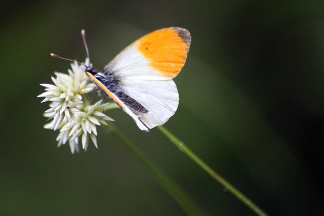 Schmetterling, Blumen Hintergrund