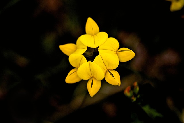 Blume, Natur, Schöne Blumen