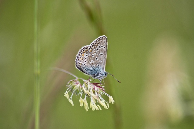 Schmetterling, Insekten, Blume, Natur