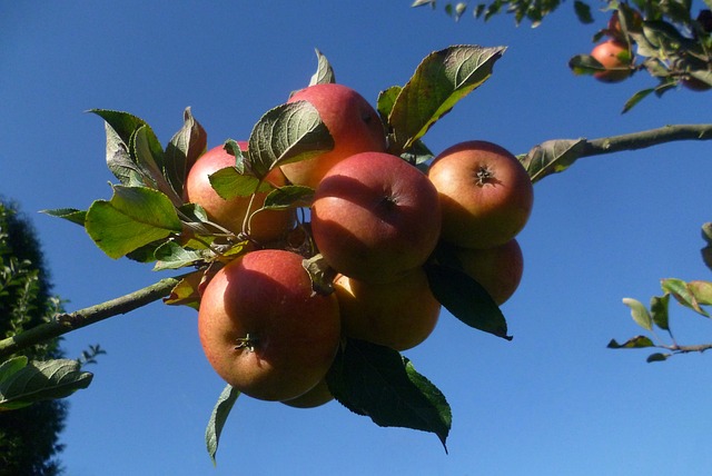 Free Apple Fruit photo and picture