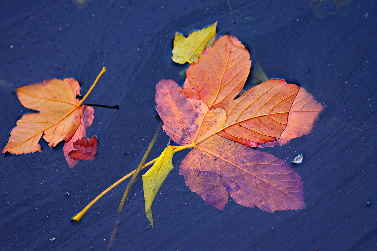Autumn Leaf - free online jigsaw puzzle photo