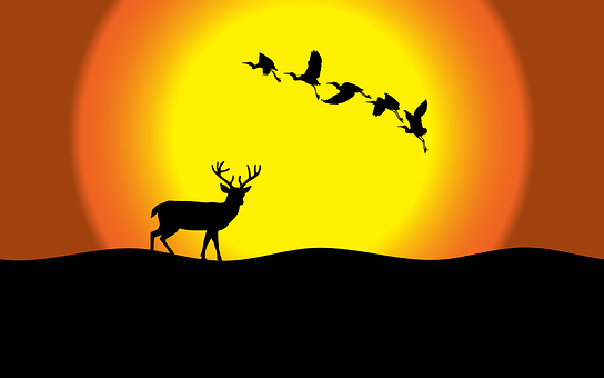 Sun, Deer, Sunset, Birds