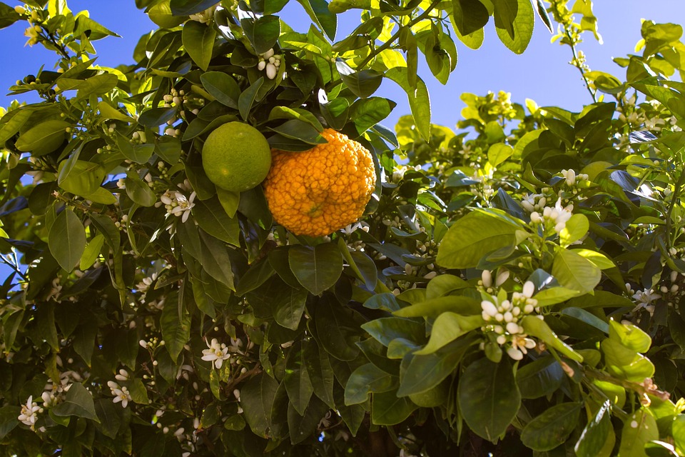 100 Gambar Seni Rupa Buah Buahan HD 100 Gambar Seni Rupa Buah Buahan HD