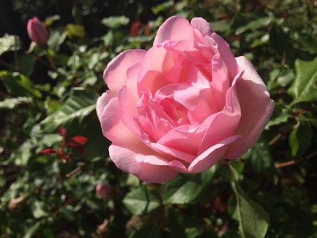 Rose, Lyserød Rose, Blomst, Blomstre