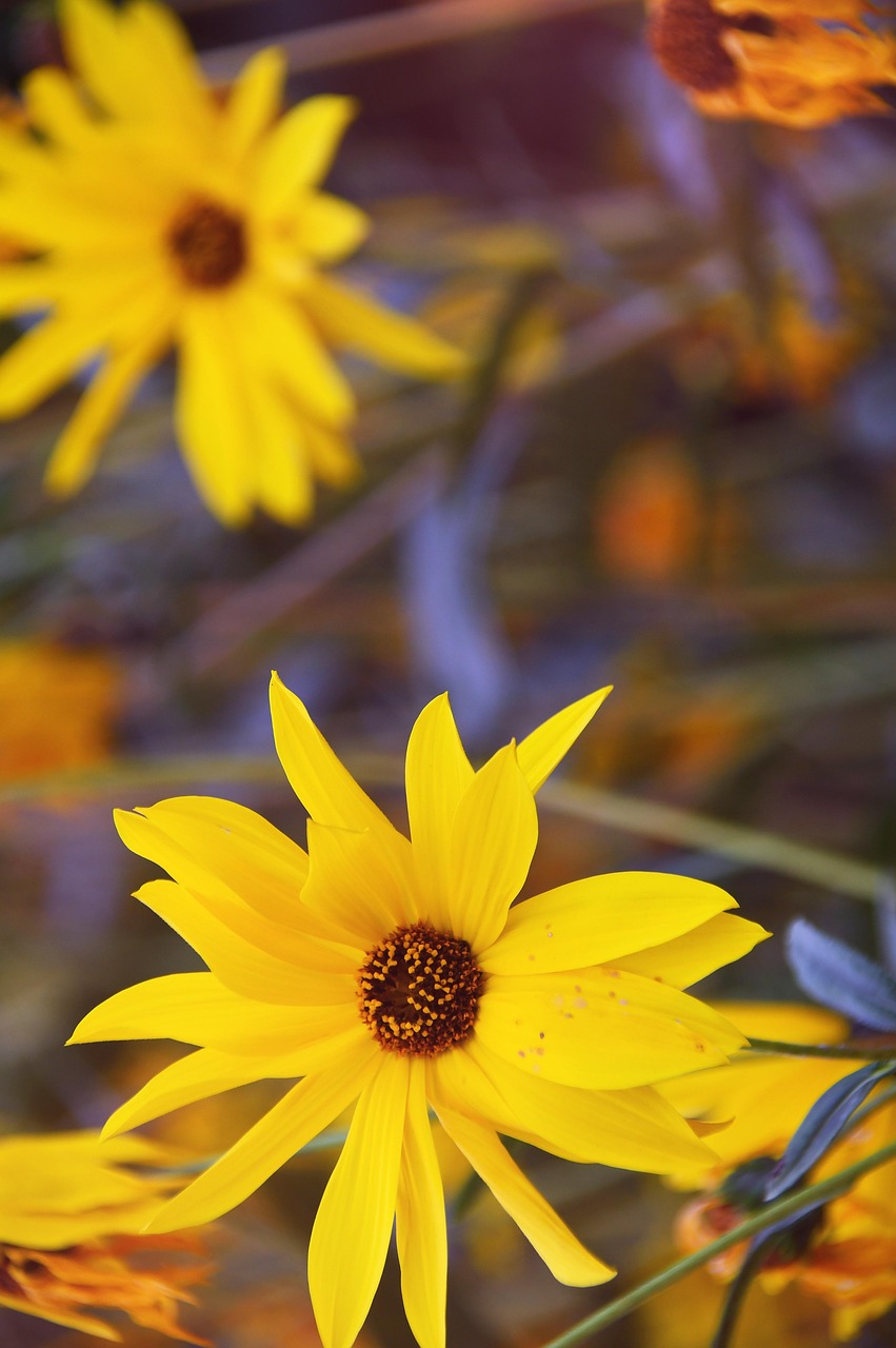 yellow-flower-3785311_1280.jpg