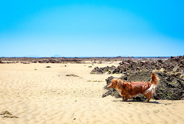 Free Dog Dachshund photo and picture