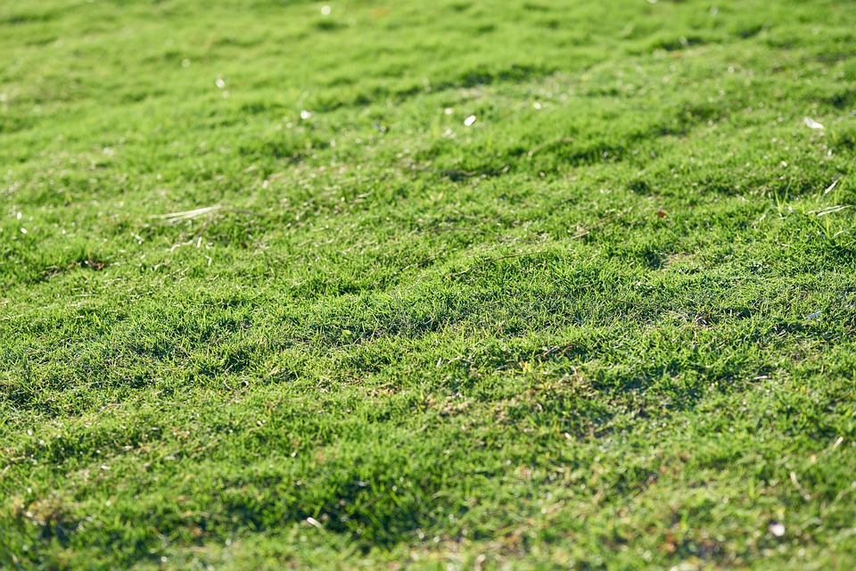 grass-3785328_960_720.jpg