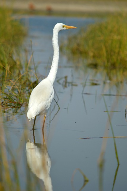 Free Large Egret Indian Bird photo and picture