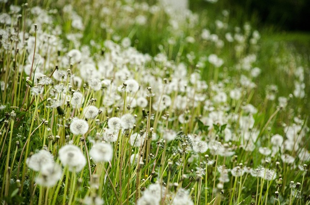 Free Flower Greenery photo and picture