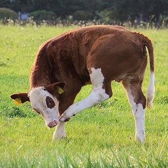 Free Calf Beef photo and picture