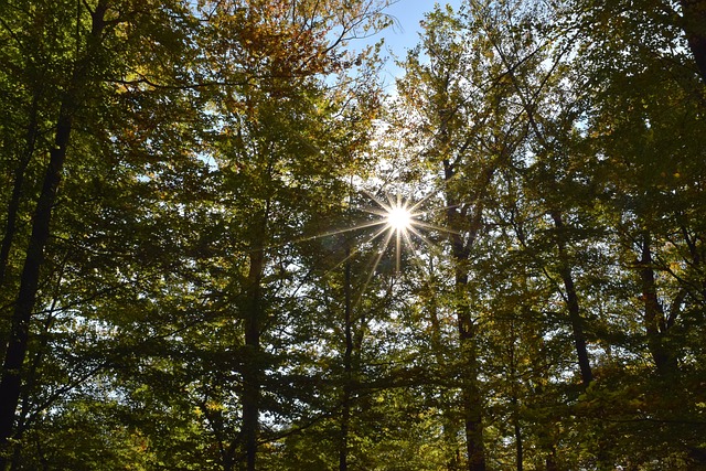 Free Shine Sun photo and picture