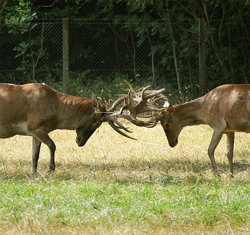 Free Deer Antler photo and picture